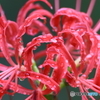 Equinox Flower