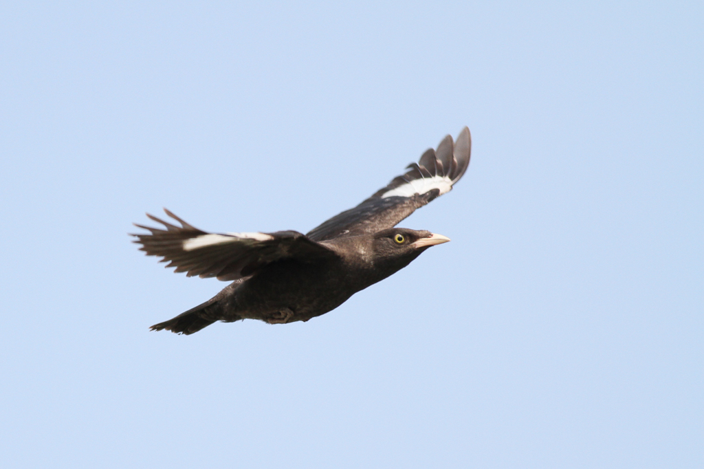 リベンジ、八哥鳥（冠羽無し）