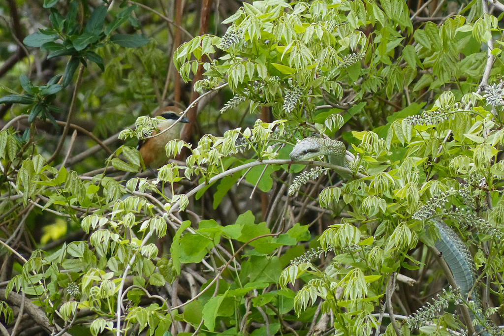 出たぁ～