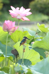 今年もハスカワ三種　～ジョウロカワ～