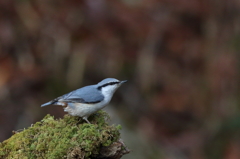 初めての野鳥　～ゴジュウカラ～