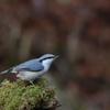 初めての野鳥　～ゴジュウカラ～