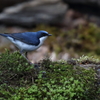 青い鳥と言えば