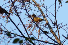 帰り際、カワラヒワ