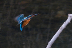 daylight Alcedo atthis #4