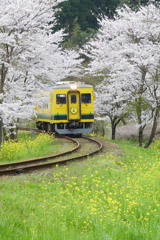 桜と鉄道１