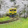 桜と鉄道１