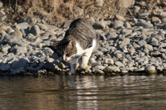 これは、大物だぁー