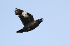 リベンジ、八哥鳥（冠羽有り）