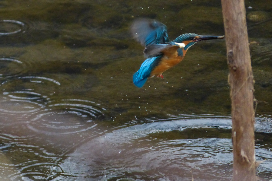 daylight Alcedo atthis #1