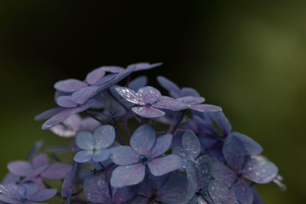 明日は雨・・・