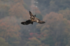 鳶バトル1