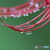 Drop