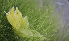 秋へ
