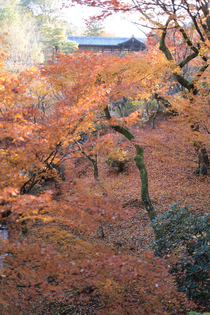 東福寺 紅葉の絨毯