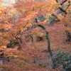 東福寺 紅葉の絨毯