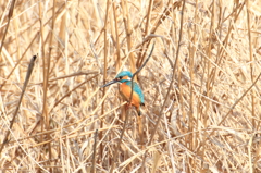水無瀬川のカワセミ