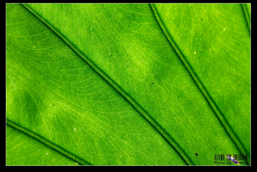 IMG_4933