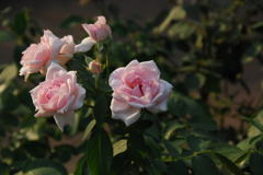 薔薇