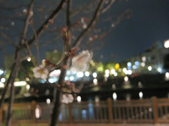 夜桜