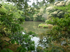 草の中から