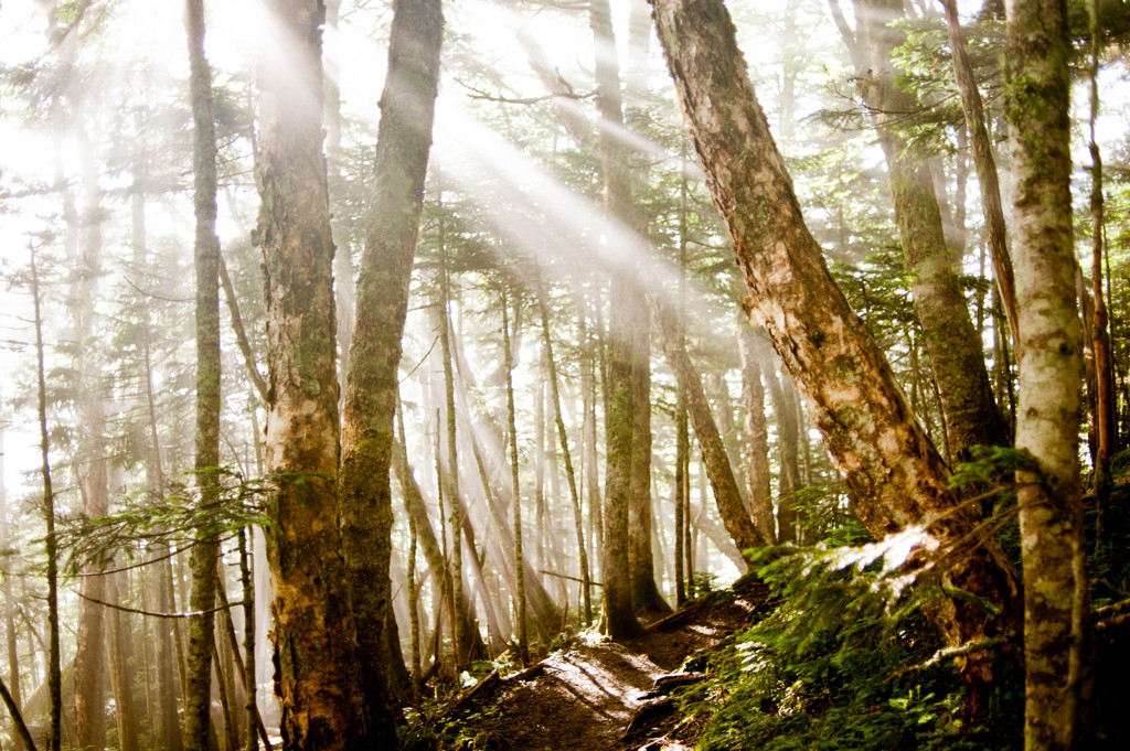 夏の登山道