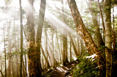 夏の登山道