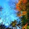 水面キャンパス・・・印象派風「秋の情景」