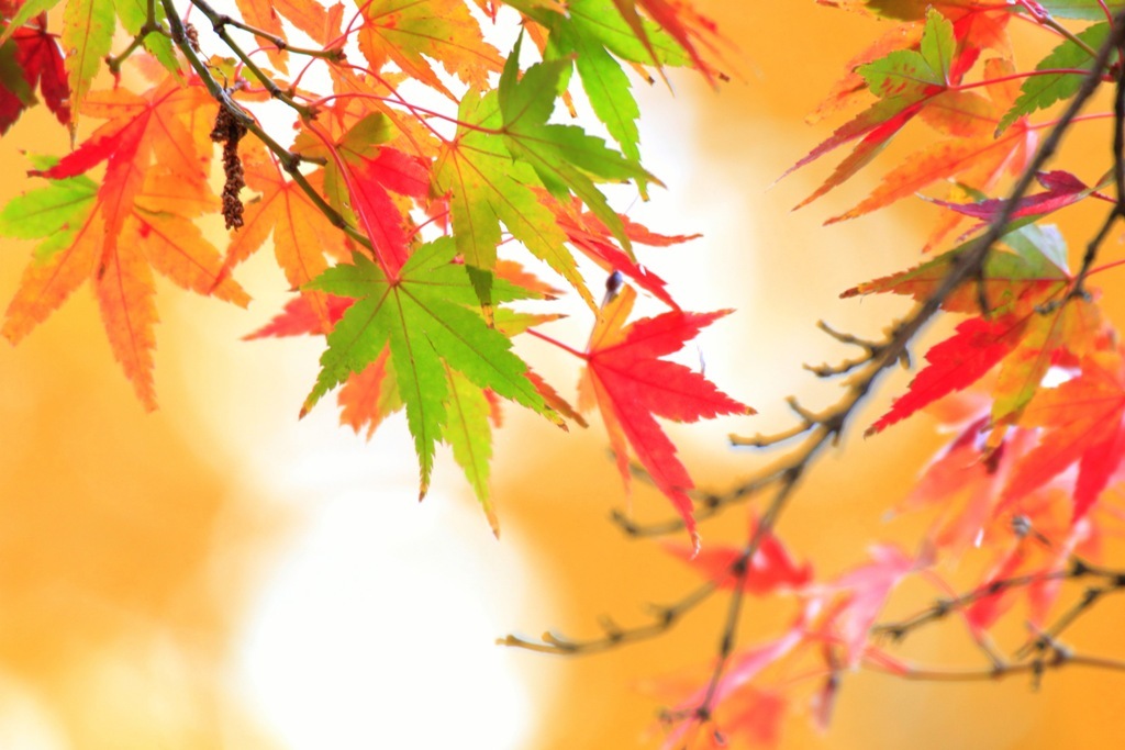 四季紅葉