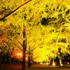 熊本県庁銀杏並木ライトアップ2012