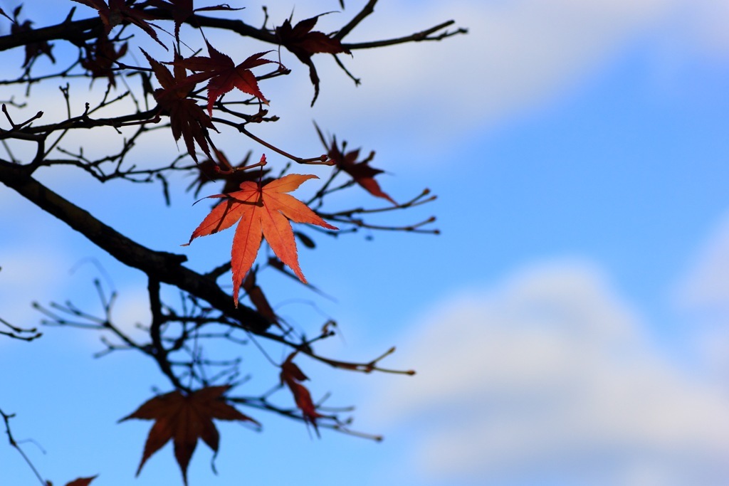 最後の紅葉