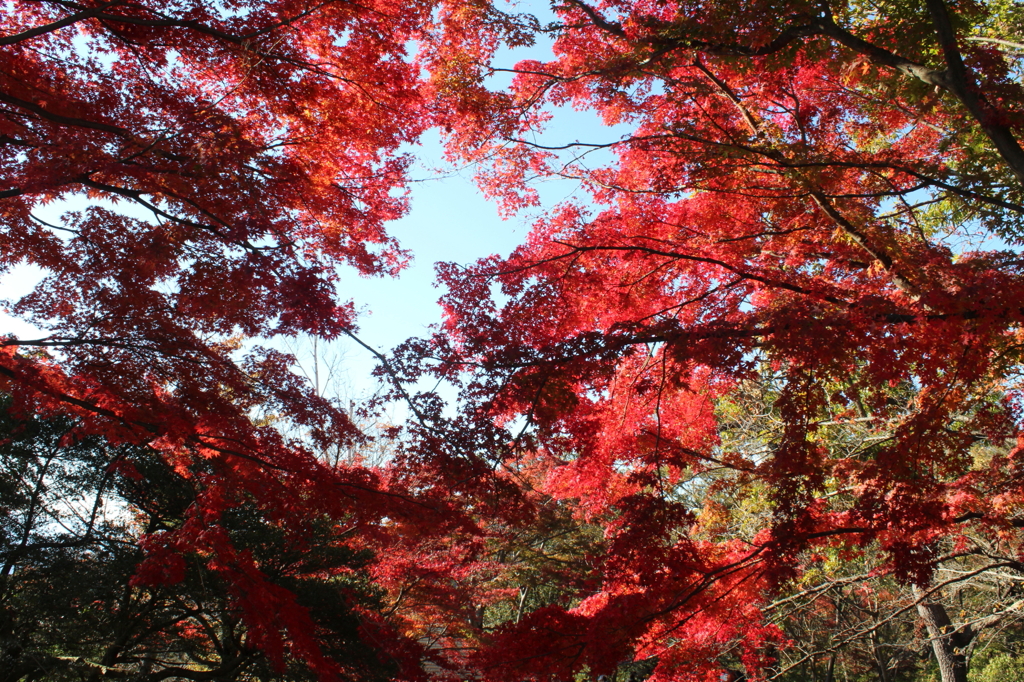 高尾山の紅葉05