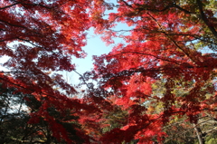 高尾山の紅葉05