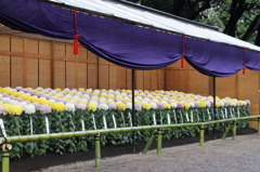 新宿御苑　菊花壇展-3