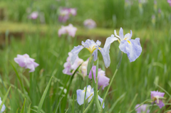 花菖蒲（町田・薬師池公園）#4