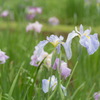花菖蒲（町田・薬師池公園）#4