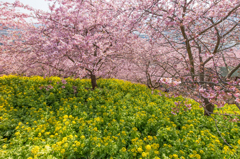 河津桜と菜の花#2
