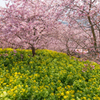 河津桜と菜の花#2