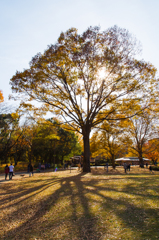 紅葉風景@木の下で・・・