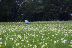 雨の公園