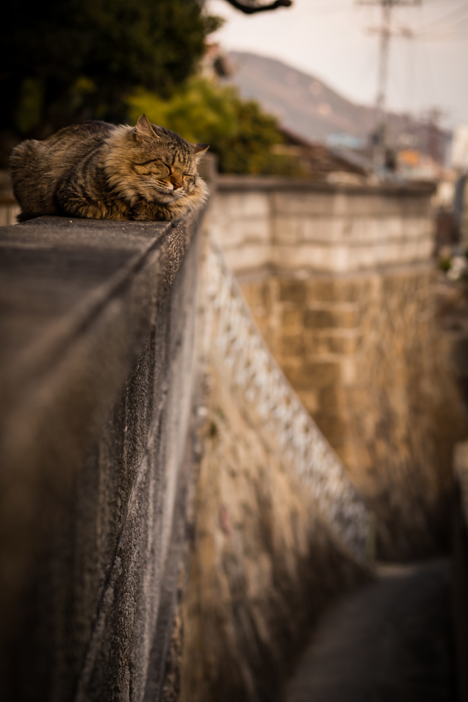 尾道旅行@動物編