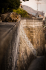 尾道旅行@動物編