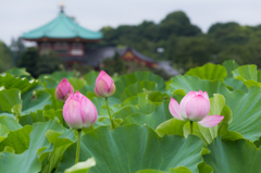 不忍池の蓮