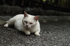 横浜　三溪園の猫