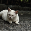 横浜　三溪園の猫