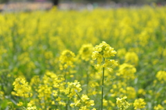 菜の花花花