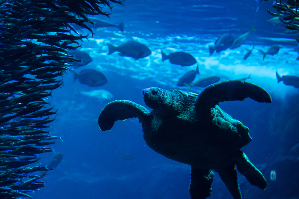 新江ノ島水族館#3