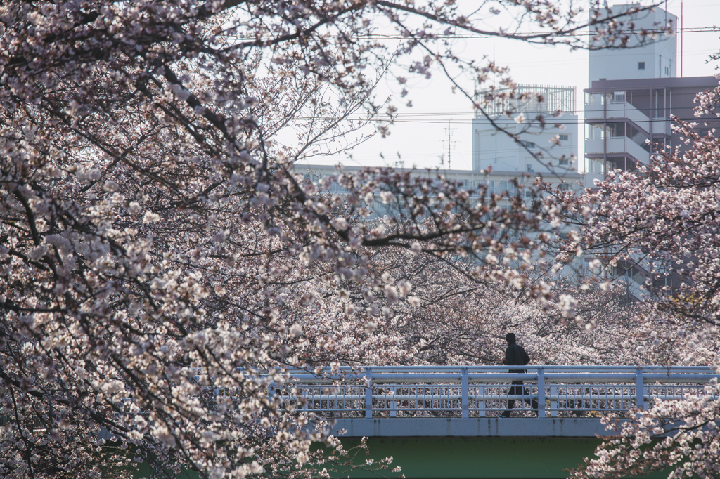 地元の桜