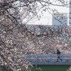 地元の桜