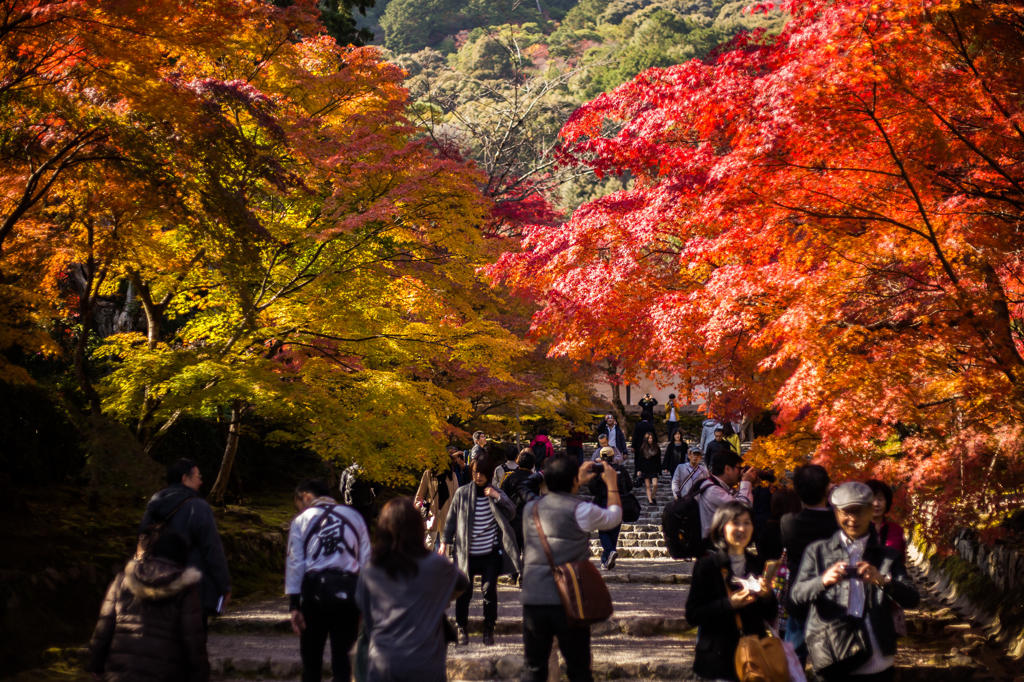 秋の京都・二尊院
